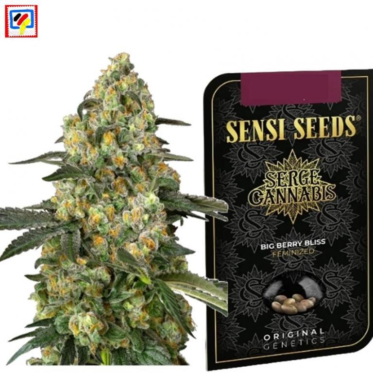 Sensi Seeds Big Cherry Bliss